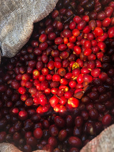 Geometry Compass Specialty Coffee Blend Brazilian and Guatemalan