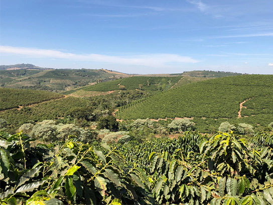 Organic Honduras Single Origin Speciality Coffee